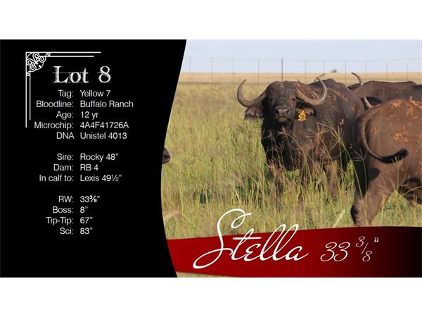 ~/upload/Lots/1470/AdditionalPhotos/uy62cmqc5bgko/8 Stella Info_t600x450.jpg